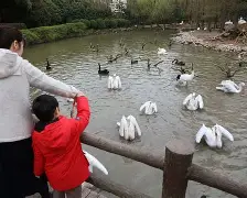 开云-现nba鹈鹕队球员名单